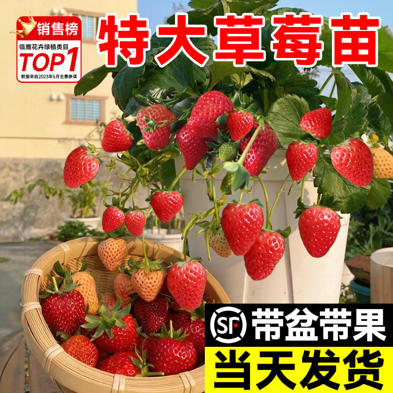 特大草莓苗秧盆栽带果四季结果冬季红颜玄玉草莓苗室内阳台绿植物