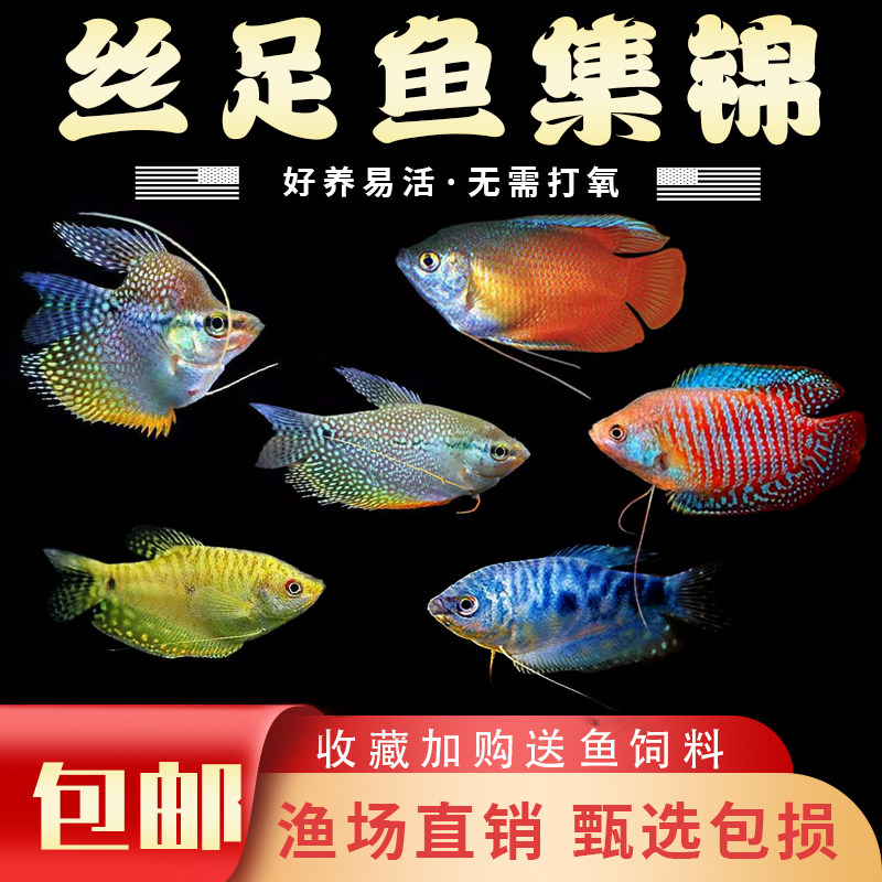 极速曼红龙热带观赏鱼黄曼龙蓝曼龙五彩血珍珠马甲球活体小型淡水