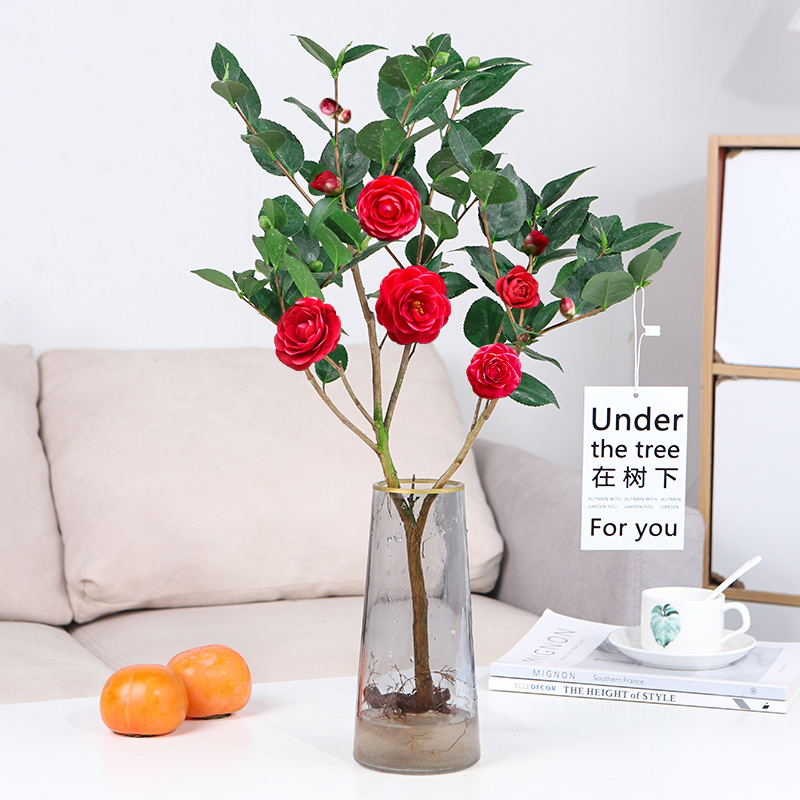 水培植物香妃茶花盆栽鲜切花苞室内桌面绿植四季花卉水养好养活