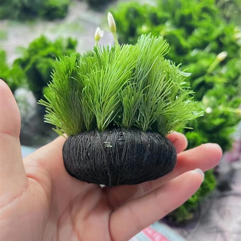 绿菊小坨草缸鱼缸造景水草场直发懒人水培增氧淡水草阴性活体植物
