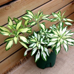 进口六出花锦盆栽花叶宿根花卉多年生花期长耐寒稀有花卉观花观叶