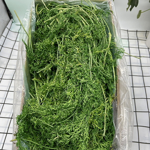 2022烘干胡萝卜樱子宠物兔子荷兰猪龙猫豚鼠饲料干草牧草罗卜缨子