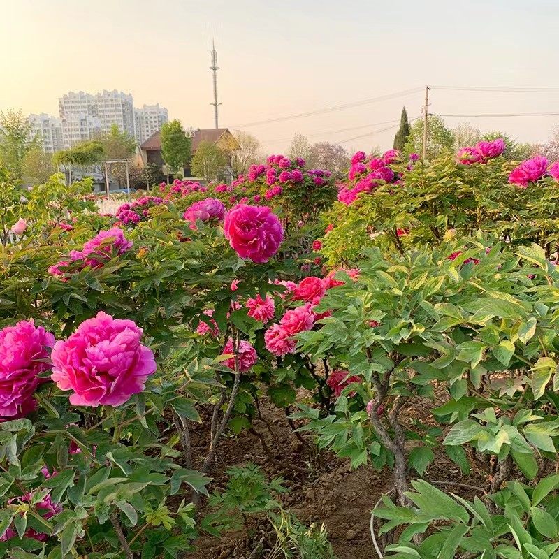 牡丹花盆栽大苗洛阳正宗花种缠枝庭院大花王重瓣室内牡丹花苗