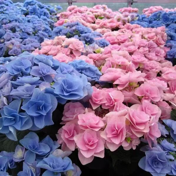 绣球花苗盆栽花卉植物室内好养四季开花不断无尽夏大花易成活花卉