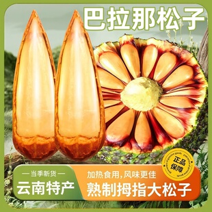 云南巴拉那松子拇指大松子云南大松子巴西松子巴拉那松松果