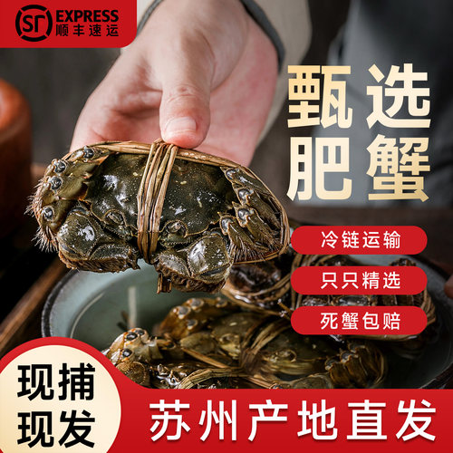 苏州阳澄大闸蟹鲜活特大中秋送礼