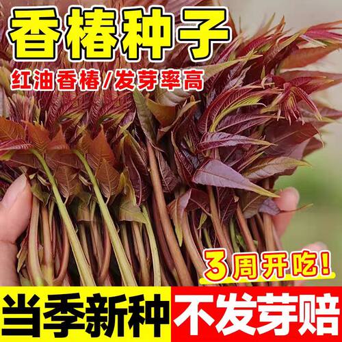 新鲜香椿种子四季播种7天发芽