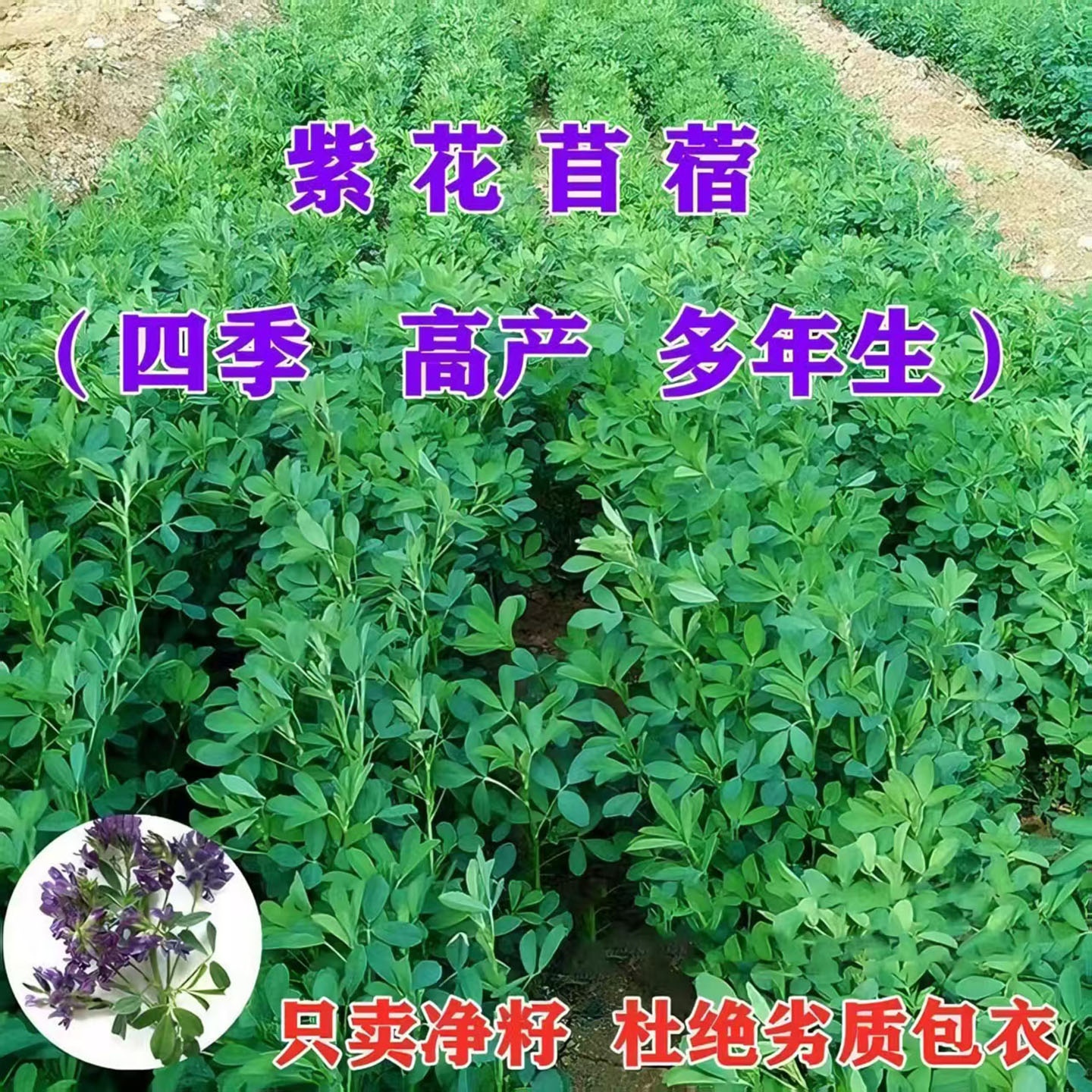 紫花苜蓿草种子多年生四季常青养牛羊鸡鸭鹅草鱼草籽高产牧草种子