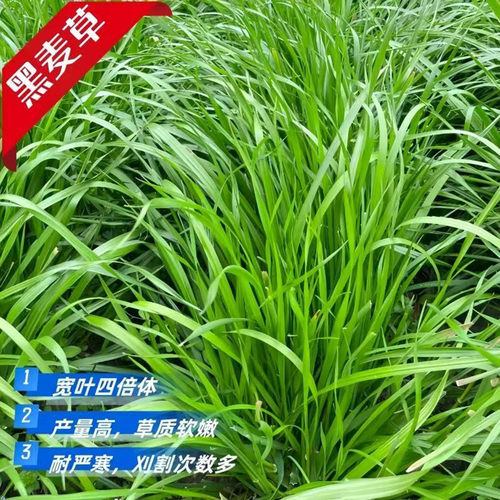 进口黑麦草种子多年生高产牧草籽