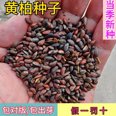 正宗厚皮川黄柏树种子批发包出芽