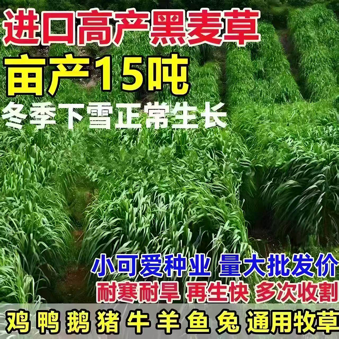 进口黑麦草种子宽叶多年生耐寒四季常青猪牛羊鱼草籽高产牧草种籽