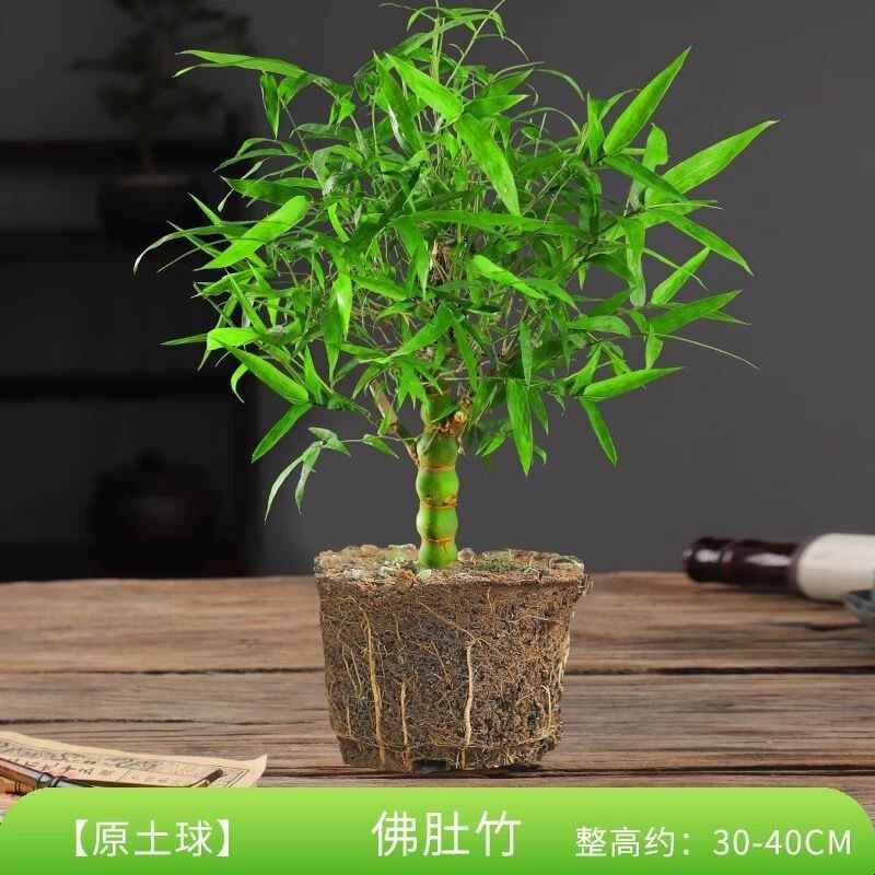 佛肚竹盆栽罗汉竹多年生耐寒耐热庭院阳台葫芦竹花卉好种好活植物