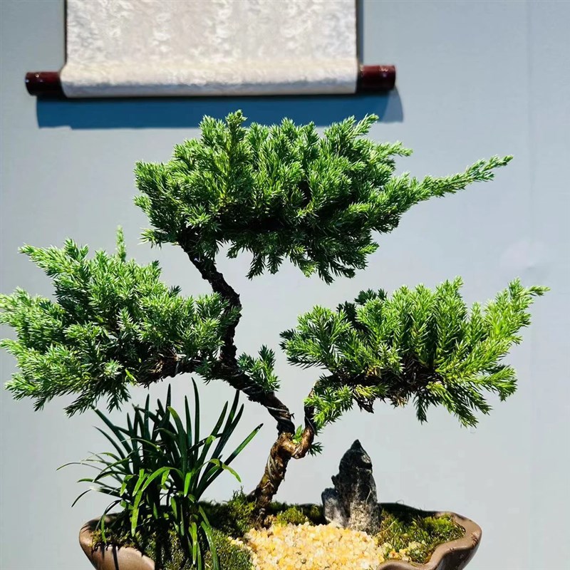 三层塔松盆栽花卉盆景迎客松办公室内绿植桌面客厅植物乔迁送礼物