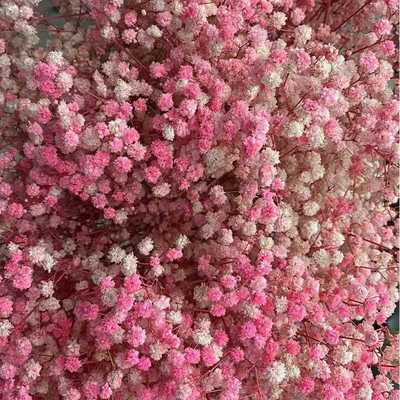 新款直销云南自然风干短枝满天星干花花束家居装饰花材永生花称斤