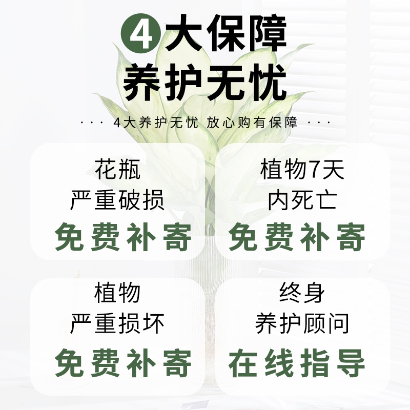 玛丽安水培植物室内好养盆栽万年青银皇后办公室桌面四季常青绿植