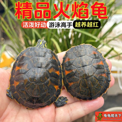 龟龟爬天下火焰龟鱼缸混养素食龟