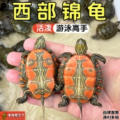 红腹西锦龟活物深水龟鱼缸宠物龟观赏小乌龟西部锦龟情侣龟活体