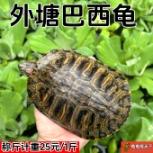 耐活大巴西乌龟活物 红耳龟活体外塘冷水养殖产蛋种龟超大宠物龟