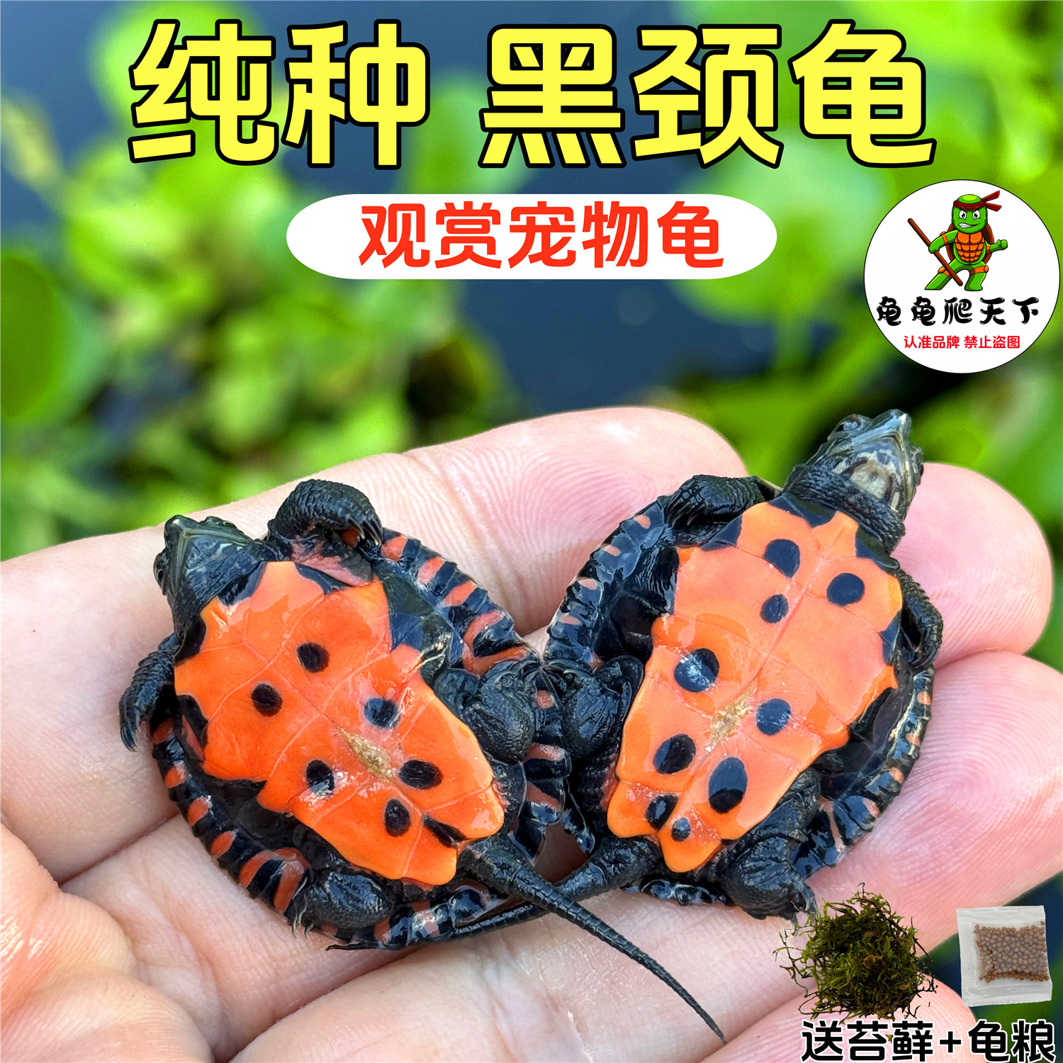 龟龟爬天下纯种黑颈龟观赏宠物龟