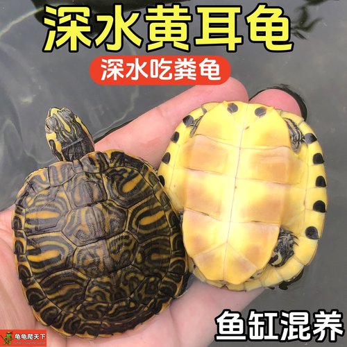 龟龟爬天下深水黄耳龟清理鱼缸