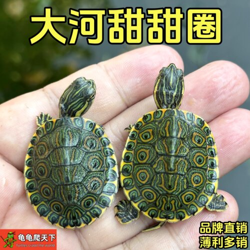 龟龟爬天下大河甜甜圈孔雀龟观赏