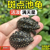 正宗斑点池龟热带斑点龟观赏宠物深水龟精致小斑点乌龟龙骨背棱龟