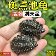 正宗斑点池龟热带斑点龟观赏宠物深水龟精致小斑点乌龟龙骨背棱龟