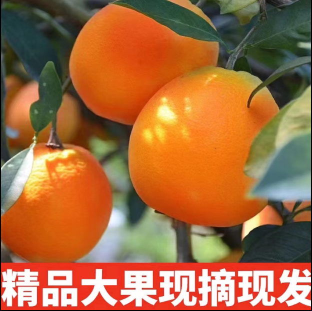 正宗赣南脐橙产地直发新鲜时令果冻甜橙自家果园江西水果橙子礼盒