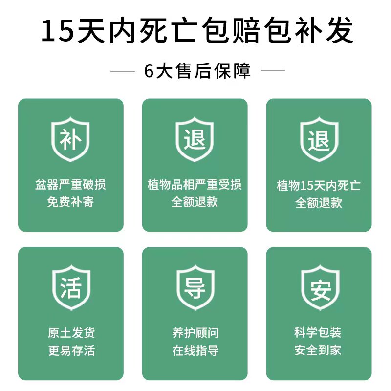 发财树盆栽室内植物长寿花文竹芦荟金枝玉叶办公室绿植好养活四季图片