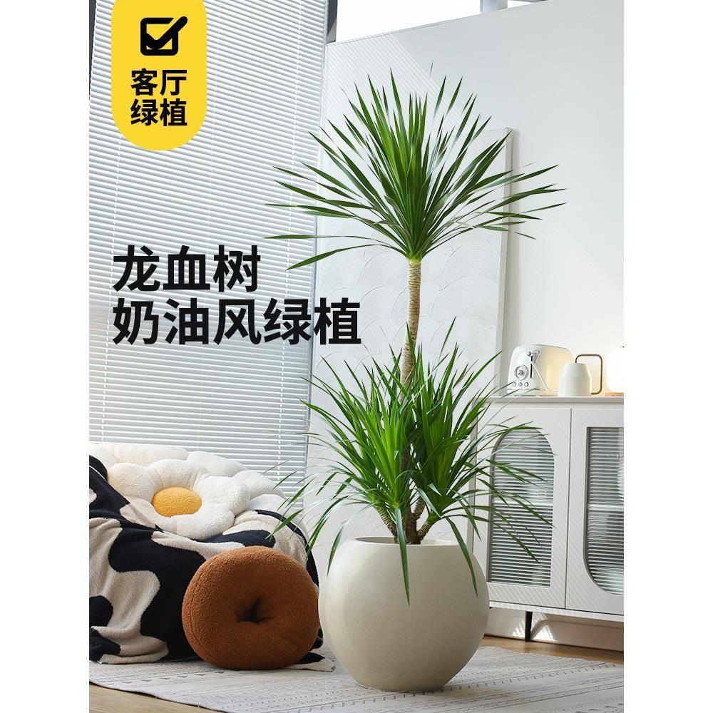 龙血树客厅绿植龙须树盆栽办公室高杆造型植物龙铁树室内大型落地