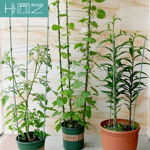 家用月季花架铁艺爬藤架花盆支架铁线莲攀爬架藤蔓植物支架杆园艺