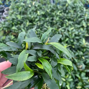 瓦里斯榕小坨草缸鱼缸造景水草场直发懒人水培增氧淡水草阴性植物