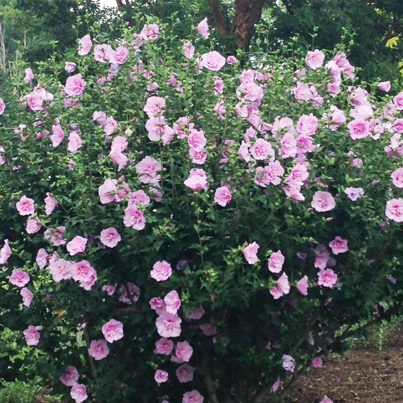 木槿盆栽庭院花园篱笆花灌木沙漠玫瑰夏季开花粉雪纺紫裙耐热花卉