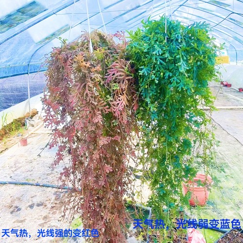 变色龙蕨类珊瑚蕨翠云草植物室内垂吊绿植盆栽耐阴好养