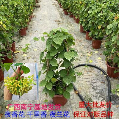 食用千里香苗夜香花苗