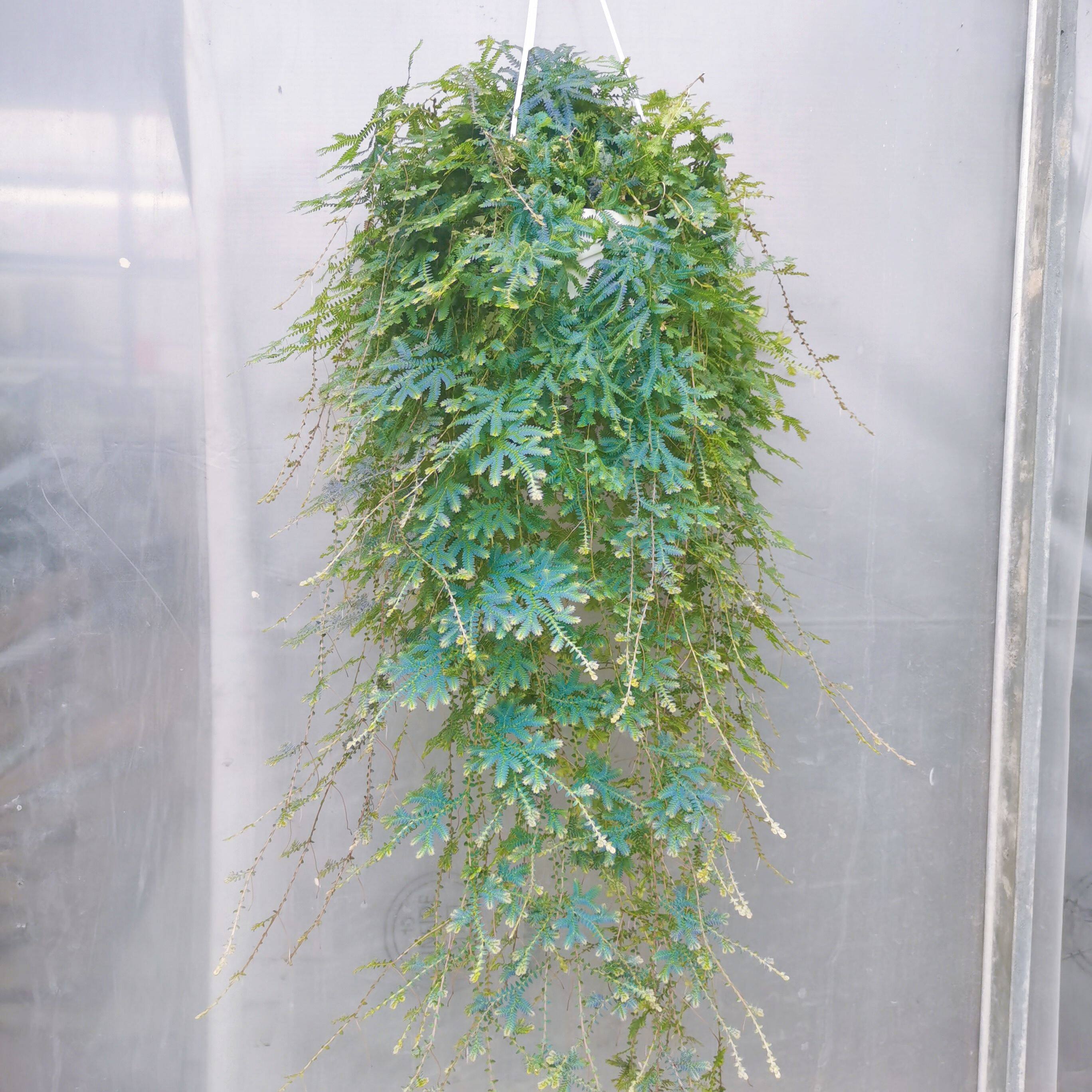 变色龙植物盆栽网红变色龙蕨珊瑚蕨 阳台客厅花园庭院植物