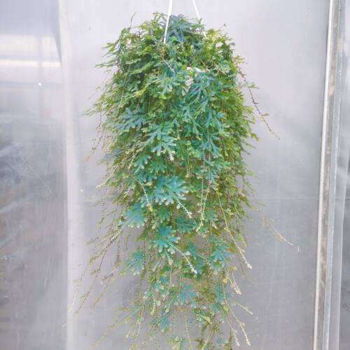 变色龙植物盆栽网红变色龙蕨珊瑚蕨 阳台客厅花园庭院植物