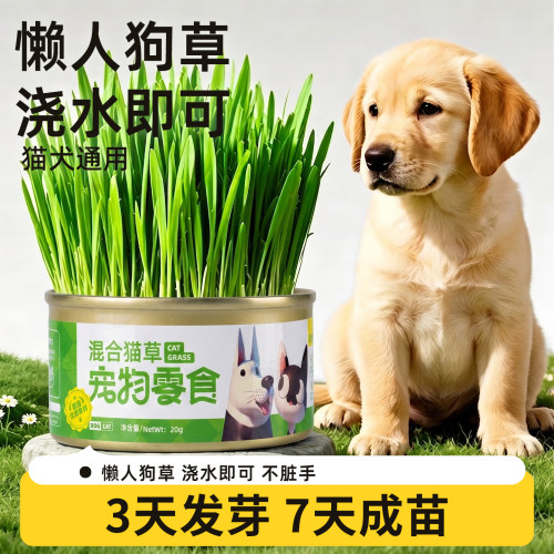 95%优质麦苗！高发芽率狗草罐头