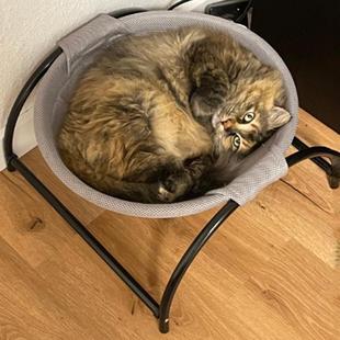 直销亚马逊宠物猫窝四季 新款 通用透气型可拆洗宠物吊床摇床摇篮椅