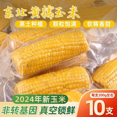 东北黏黄糯玉米棒10支新货真空