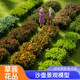 沙盘模型材料仿真小草簇微缩野外军事火车场景杂草植被花草造景