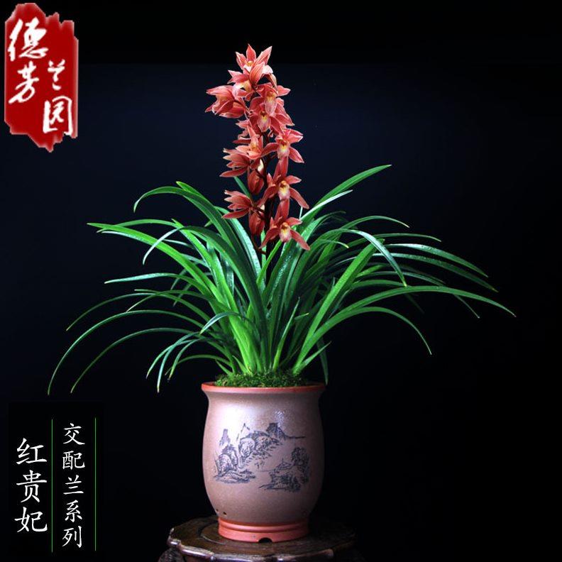 兰花苗带花苞惠兰红贵妃浓香兰花卉植物盆栽盆景室内阳台庭院好养
