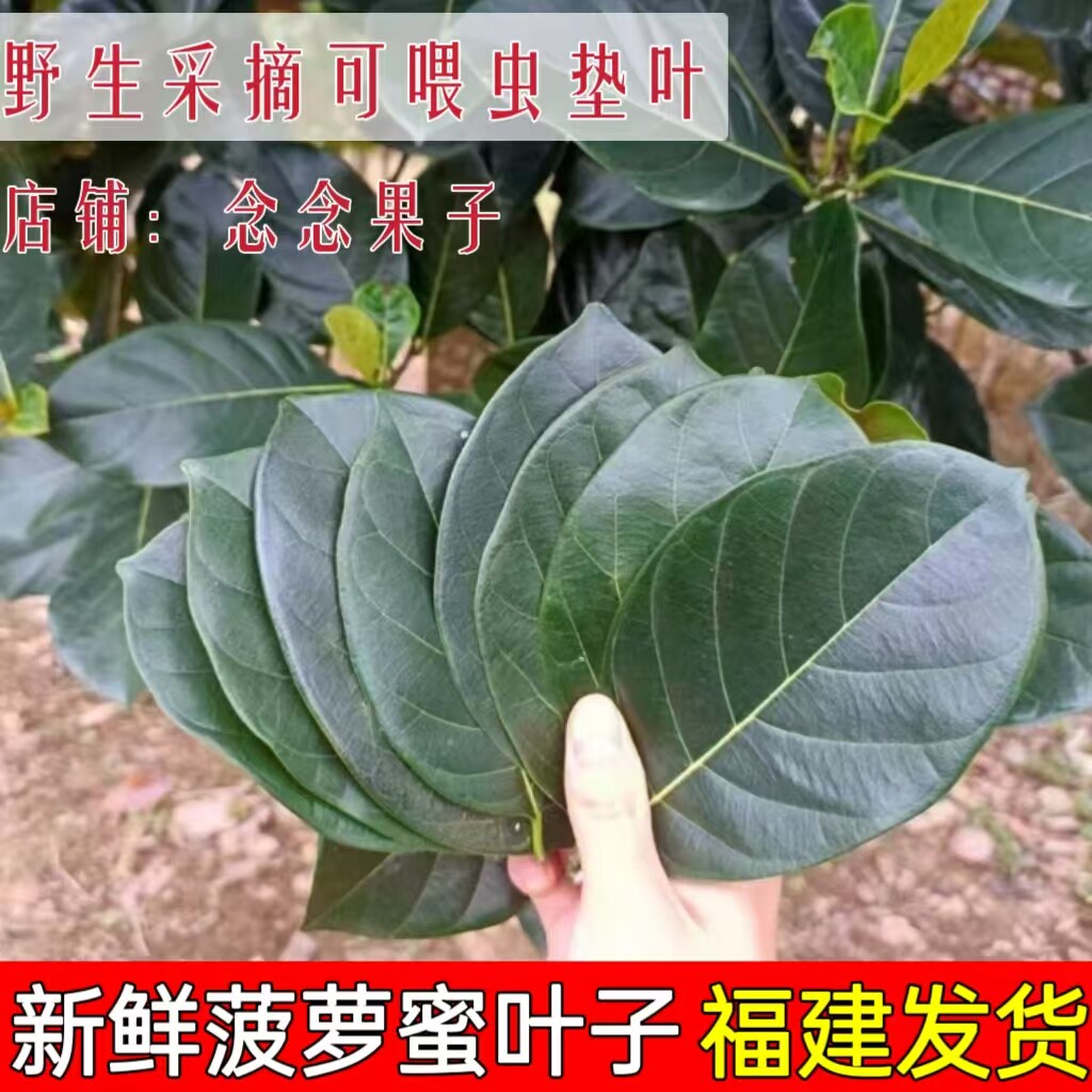 本地现摘新鲜菠萝蜜叶子糍粑叶子菠萝蜜