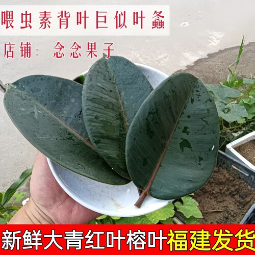 老树微虫野生新鲜大青红榕树纯叶素背野生大榕巨拟叶螽叶鲜品包邮