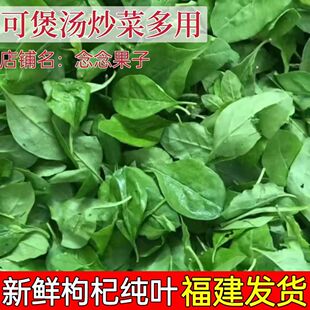 新鲜枸杞叶枸杞菜煮汤枸杞嫩叶蔬菜纯叶子农家肥种植