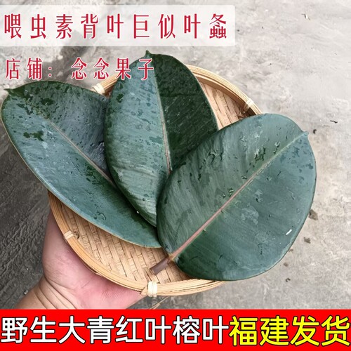 老树微虫现采新鲜大青红榕树纯叶素背野生大榕巨拟叶螽叶鲜品包邮