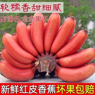 【现货】福建漳州红美人香蕉整箱5斤应季新鲜水果香甜土楼红皮