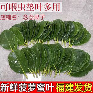 菠萝蜜叶子喂虫子素背螽斯冠脉螽斯巨拟叶螽鸣虫专用新鲜现摘树叶