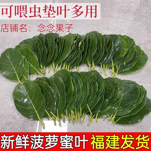 菠萝蜜叶子喂虫子素背螽斯冠脉螽斯巨拟叶螽鸣虫专用新鲜现摘树叶