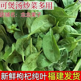 新鲜枸杞叶枸杞菜煮汤枸杞嫩叶蔬菜纯叶子农家肥种植